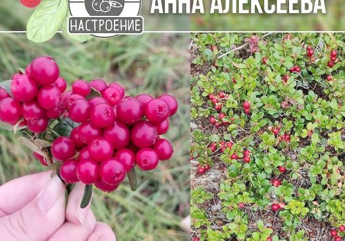 БРУСНИЧНОЕ НАСТРОЕНИЕ
