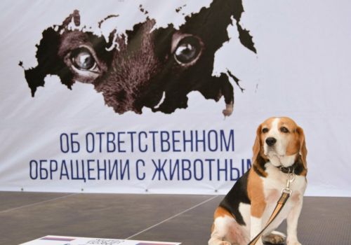НОВЫЕ НОРМАТИВНЫЕ ДОКУМЕНТЫ МАГАДАНСКОЙ  ОБЛАСТИ В ОБЛАСТИ ОБРАЩЕНИЯ С ЖИВОТНЫМИ