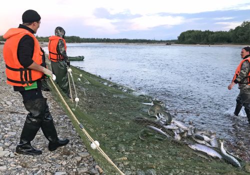В Магаданской области подходит к концу промысел горбуши