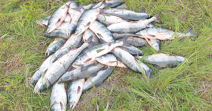 О НЕЗАКОННОМ ВЫЛОВЕ ЛОСОСЕЙ