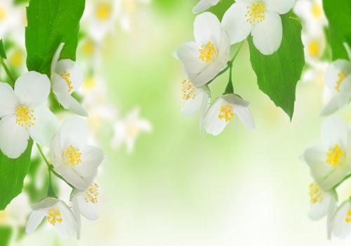 С ПРАЗДНИКОМ  ВЕСНЫ И ТРУДА!